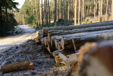 Certyfikacja zrównoważonej gospodarki leśnej w ramach FSC